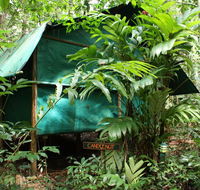 Daintree Crocodylus - Yamba Accommodation