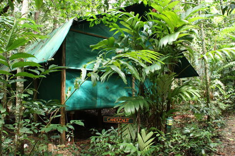 Daintree Crocodylus - Yamba Accommodation 0
