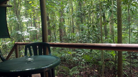 Daintree Crocodylus - Yamba Accommodation 2