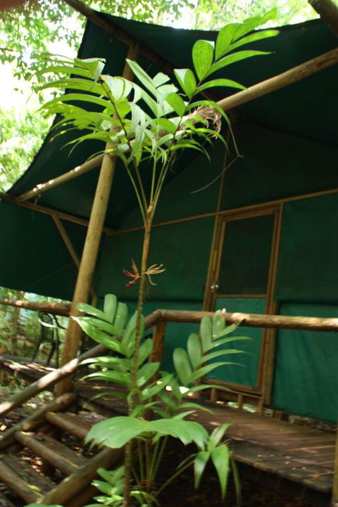 Daintree Crocodylus - Yamba Accommodation 3