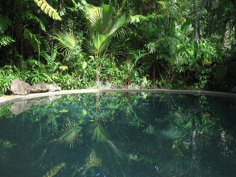 Daintree Rainforest Retreat Motel - Yamba Accommodation 0