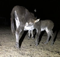 Donkey Tales Farm Cottages - Yamba Accommodation