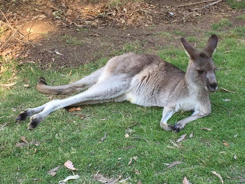 Eden Golf View Motel - Yamba Accommodation 2
