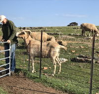 Gilgraves Vineyard Farmstay - Yamba Accommodation