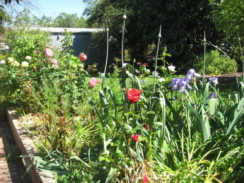 Goat Square Cottages - Yamba Accommodation 2