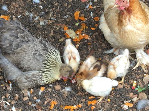 Jarrah Glen Cabins - Yamba Accommodation 3