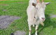 Kerriley Park FarmStay - thumb 2
