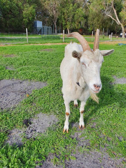 Kerriley Park FarmStay - Yamba Accommodation 2