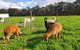 Kerriley Park FarmStay - thumb 3