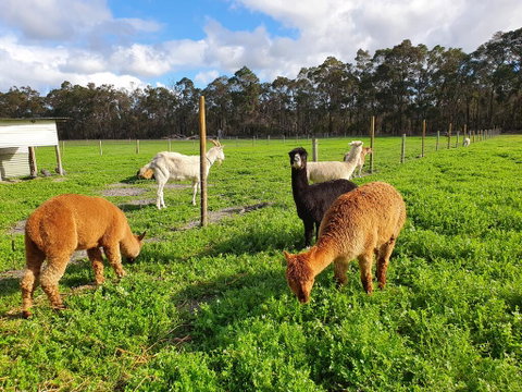 Kerriley Park FarmStay - Yamba Accommodation 3