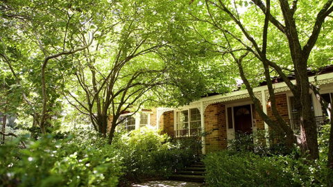 Leura Camellias - Yamba Accommodation 0