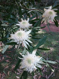 Book Hallston Accommodation Vacations Yamba Accommodation Yamba Accommodation