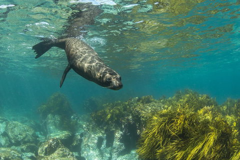 Montague Island Lighthouse - Yamba Accommodation 2