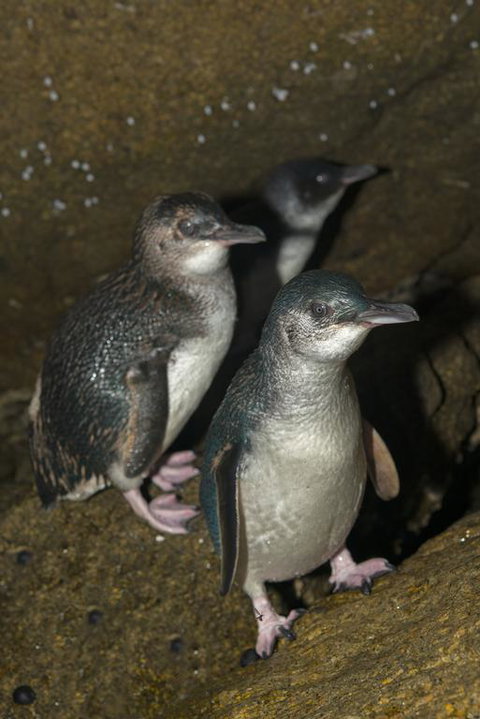 Montague Island Lighthouse - Yamba Accommodation 3