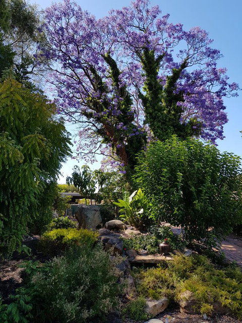 Jacaranda Hideaway Bed & Breakfast - Yamba Accommodation 10