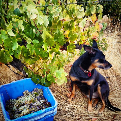 Hotham Ridge Estate - Yamba Accommodation 33