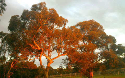 Hotham Ridge Estate - Yamba Accommodation 35