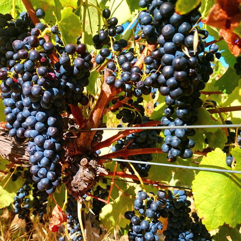 Hotham Ridge Estate - Yamba Accommodation 32