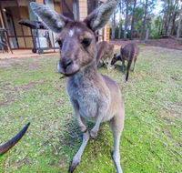 Yelverton Brook Eco Spa Retreat  Conservation Sanctuary - Yamba Accommodation
