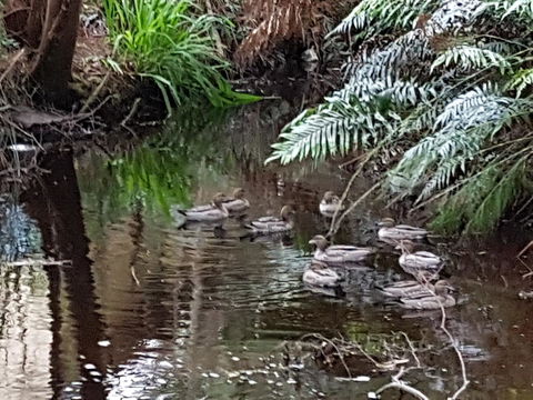Strahan Retreat Holiday Park - Yamba Accommodation 24