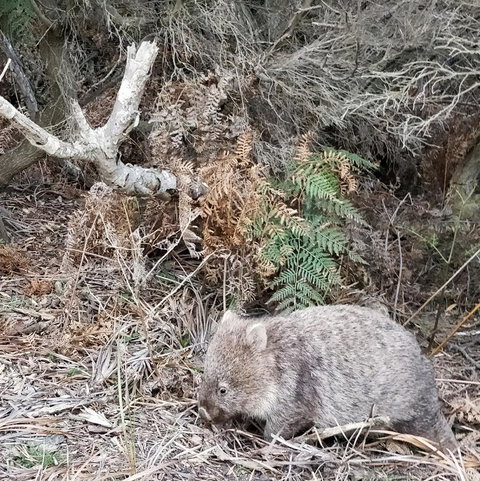 Aplite House - Yamba Accommodation 35