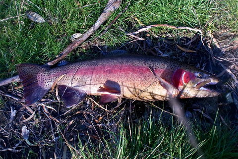 Platypus Park Country Retreat - Yamba Accommodation 24