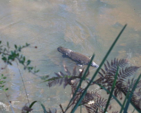 Platypus Park Country Retreat - Yamba Accommodation 31