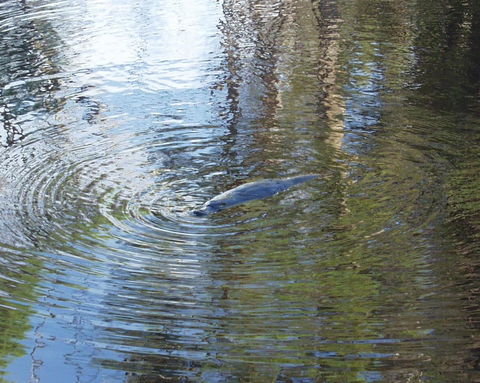 Platypus Park Country Retreat - Yamba Accommodation 32