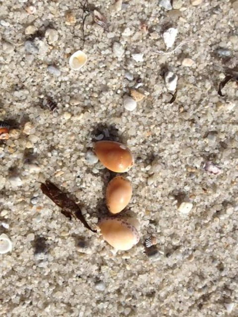 Blu-Sea 365 - Yamba Accommodation 27