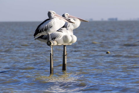Pelican Perch Retreat - Yamba Accommodation 0