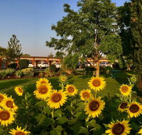 Quirindi Sunflower Motor Inn - Yamba Accommodation