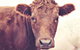 Redwing Farm Stay - thumb 0