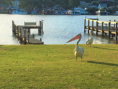 Riverfront Getaway - Mannum - Yamba Accommodation 0