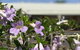 Riverland Motor Inn - thumb 3