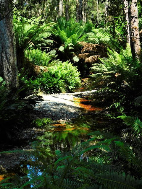 Shakespeare's Wilderness Chalet - Yamba Accommodation 3