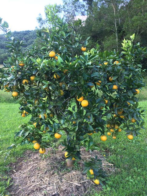 Terania Creek Farmstay - Yamba Accommodation 2