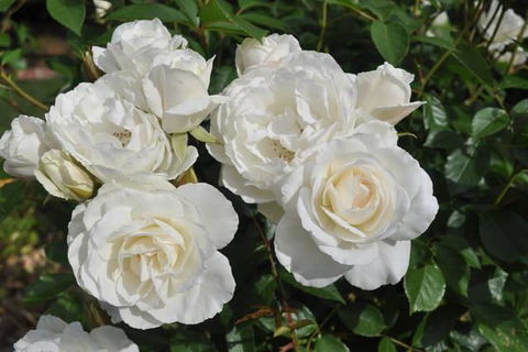 The Mill House Cottage - Yamba Accommodation 14