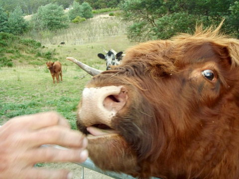 Eden Orchard & Farmstay - Yamba Accommodation 25