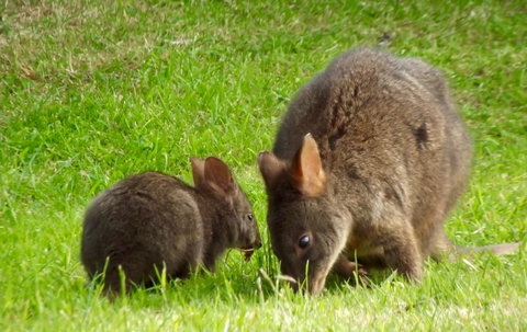 Eden Orchard & Farmstay - Yamba Accommodation 31