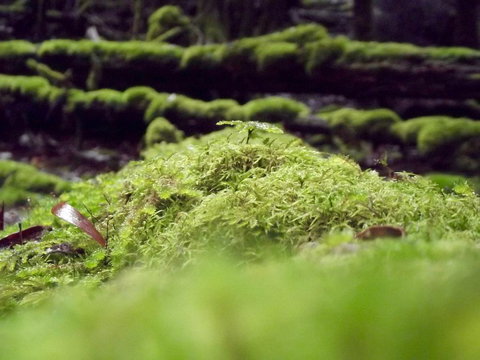 Eden Orchard & Farmstay - Yamba Accommodation 14