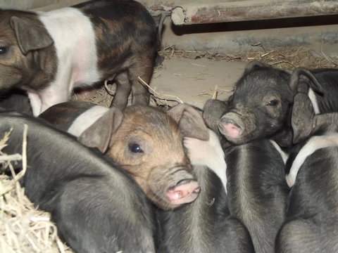 Eden Orchard & Farmstay - Yamba Accommodation 36