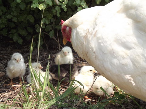 Eden Orchard & Farmstay - Yamba Accommodation 27