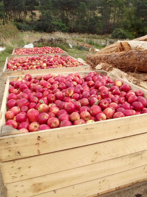 Eden Orchard & Farmstay - Yamba Accommodation 33