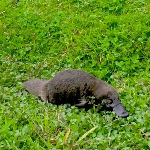 Eden Orchard & Farmstay - Yamba Accommodation 15