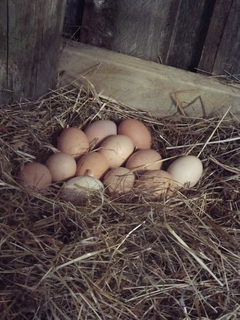 Eden Orchard & Farmstay - Yamba Accommodation 30