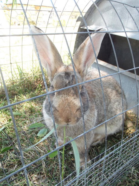 Eden Orchard & Farmstay - Yamba Accommodation 29