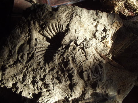 Eden Orchard & Farmstay - Yamba Accommodation 34