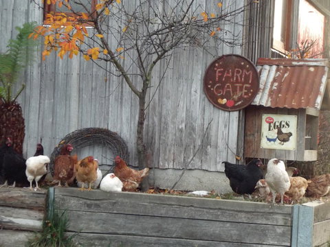 Eden Orchard & Farmstay - Yamba Accommodation 32