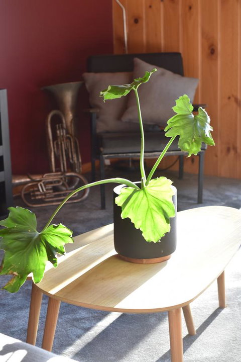 Tutumaz By The River - Yamba Accommodation 14