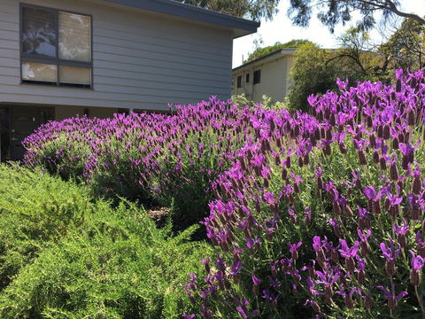 Kookas Retreat - Yamba Accommodation 14